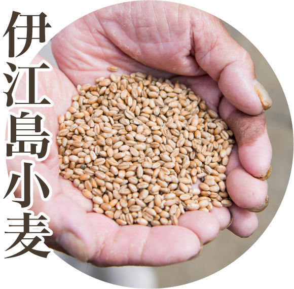 伊江島小麦